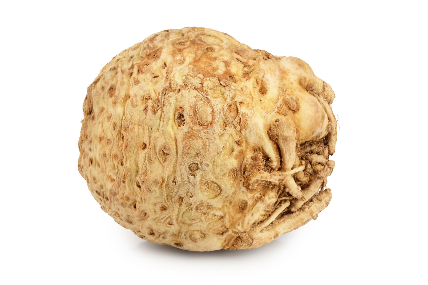 Celer bulvový praný, 1 ks