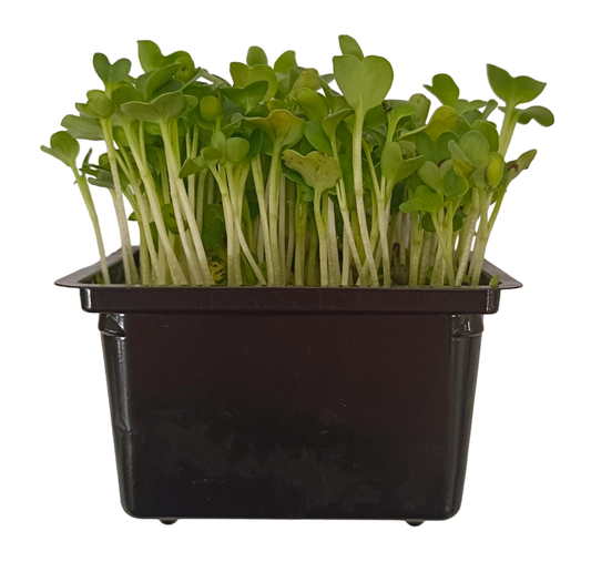 Klíčky Ředkev Daikon, vanička